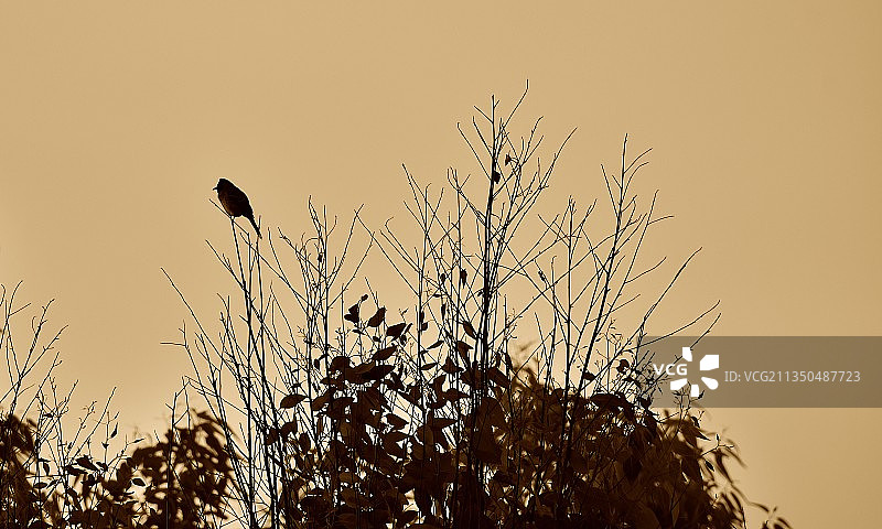 印度翠鸟图片素材