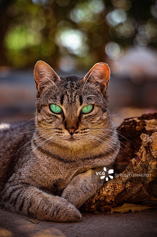 葡萄牙贝雅虎斑猫的特写图片素材
