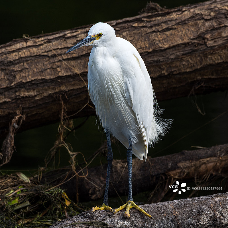 英国塔姆沃思栖息在木头上的白鹭特写图片素材
