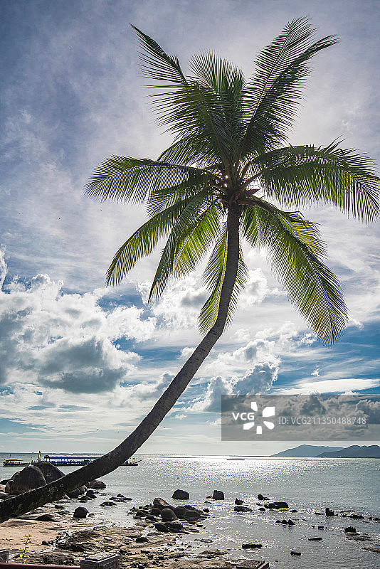 海边沙滩上一棵歪脖子椰子树、造型独特、蓝天白云、倾斜、椰树图片素材