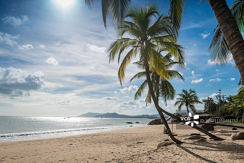 海边沙滩上一棵歪脖子椰子树、造型独特、蓝天白云、倾斜、椰树图片素材
