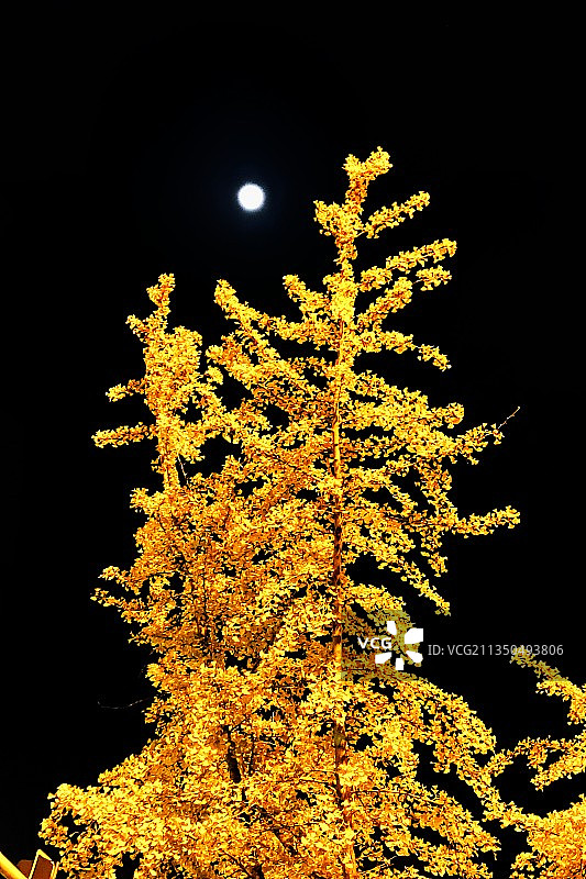 秋月秋树秋黄图片素材