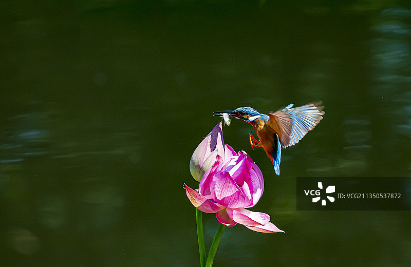 荷塘鸟趣图片素材