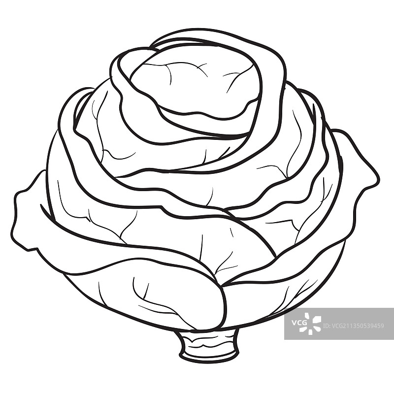 白色卷心菜着色书卡通草图图片素材