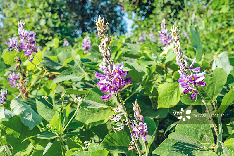 秋天盛开的紫色蔓藤花卉野葛花图片素材