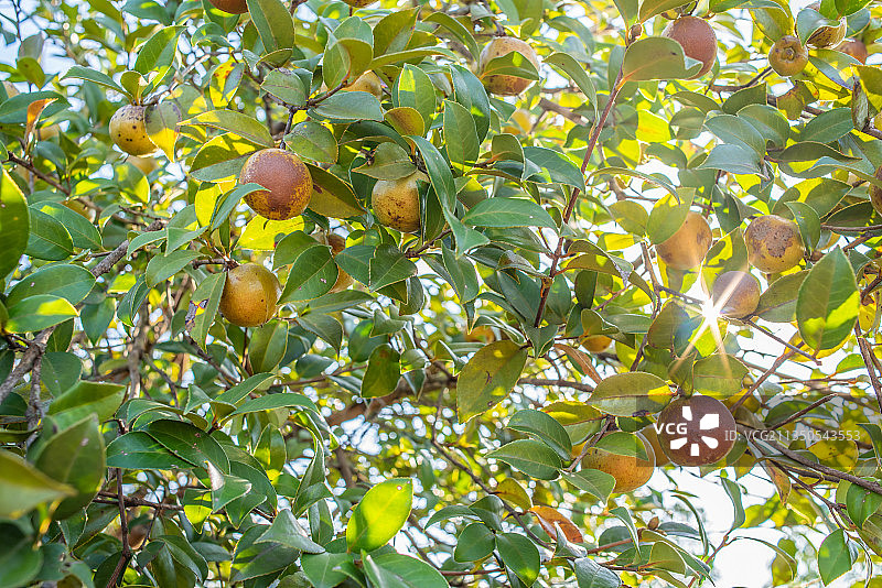 秋季油茶树上成熟的油茶果图片素材