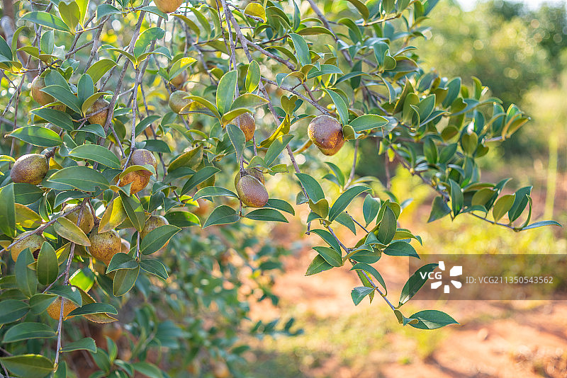 秋季油茶树上成熟的油茶果图片素材