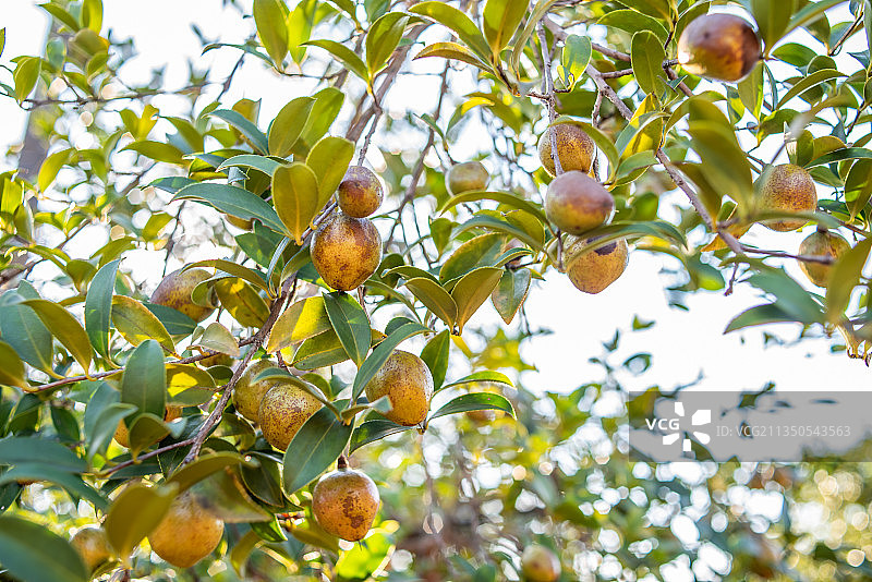 秋季油茶树上成熟的油茶果图片素材