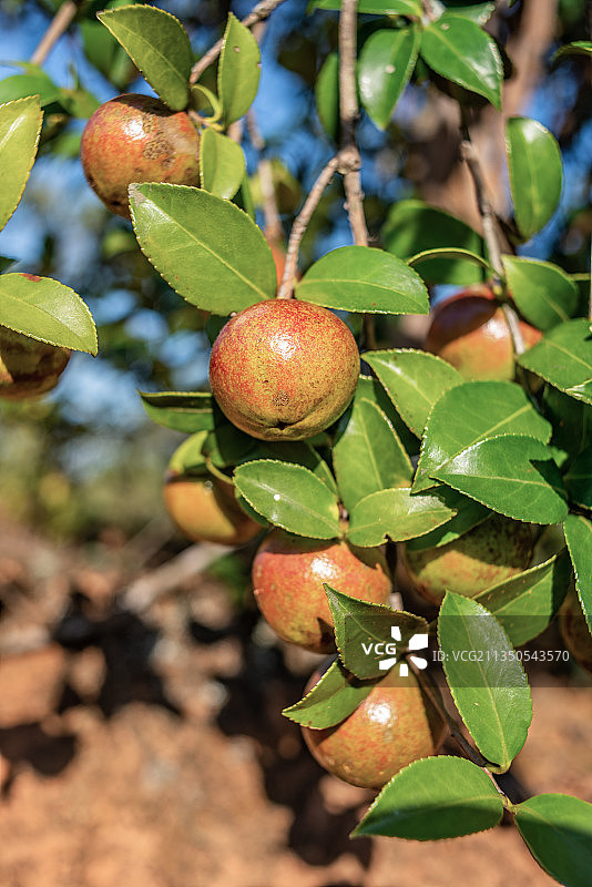 秋季油茶树上成熟的油茶果图片素材