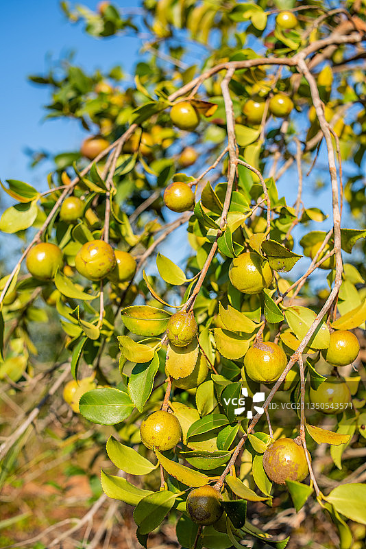 秋季油茶树上成熟的油茶果图片素材