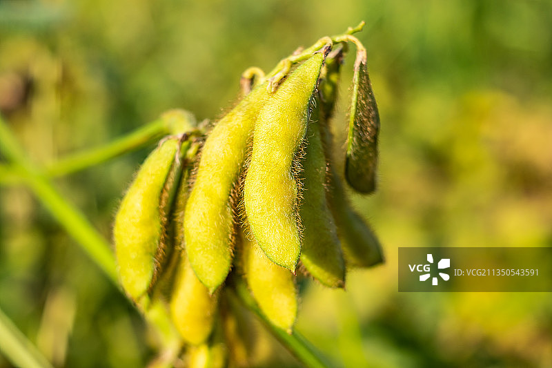秋季成熟的大豆图片素材
