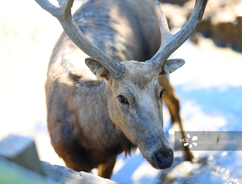 可爱的小鹿正在注视着前方！图片素材