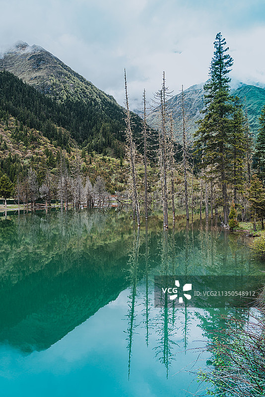 四姑娘山双桥沟盆景滩景区的湖水和枯树图片素材