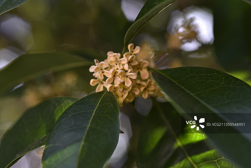 金秋桂花图片素材