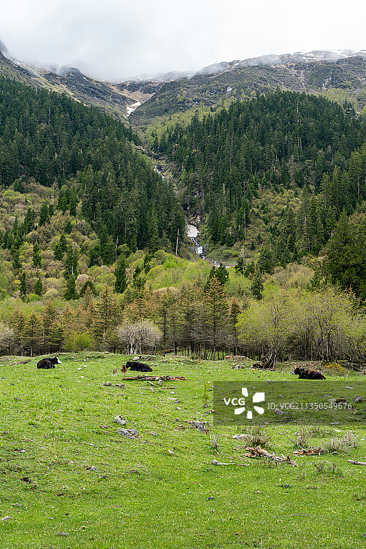四川省四姑娘山双桥沟景区中高山草甸和牦牛图片素材