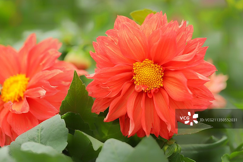 大丽花图片素材