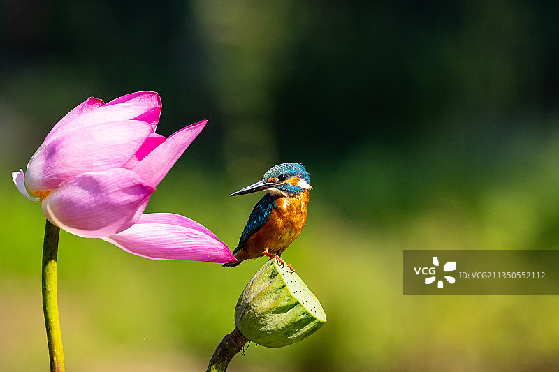 小翠鸟的自信图片素材