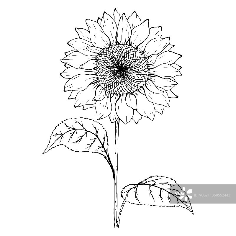 黑白向日葵速写图片素材