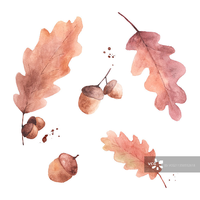 水彩秋季棕色橡树叶和橡子套装图片素材