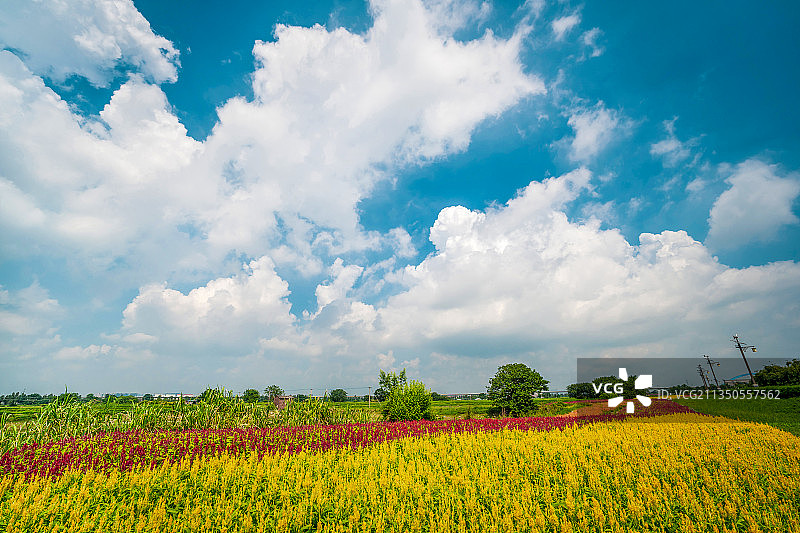 贤鲁岛的花海图片素材