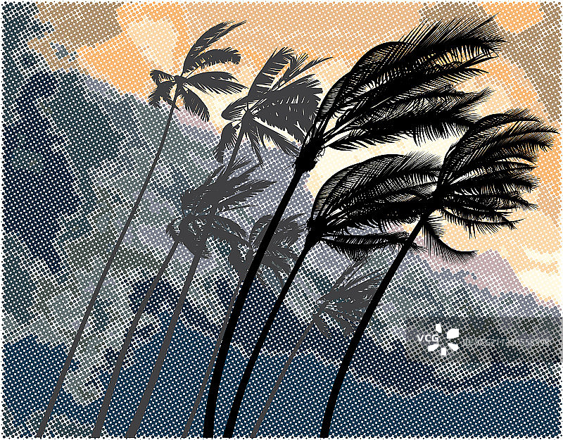 强飓风吹弯的棕榈树图片素材