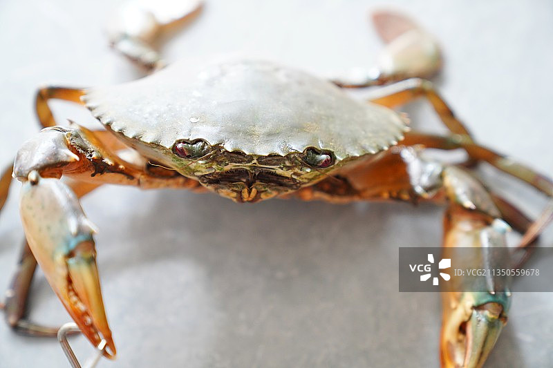 活的灰色背景的螃蟹图片素材