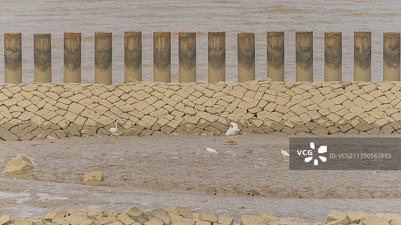崇明横沙岛江岸边的鹭鸟图片素材