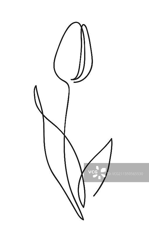 美丽的郁金香花卉线条艺术图片素材