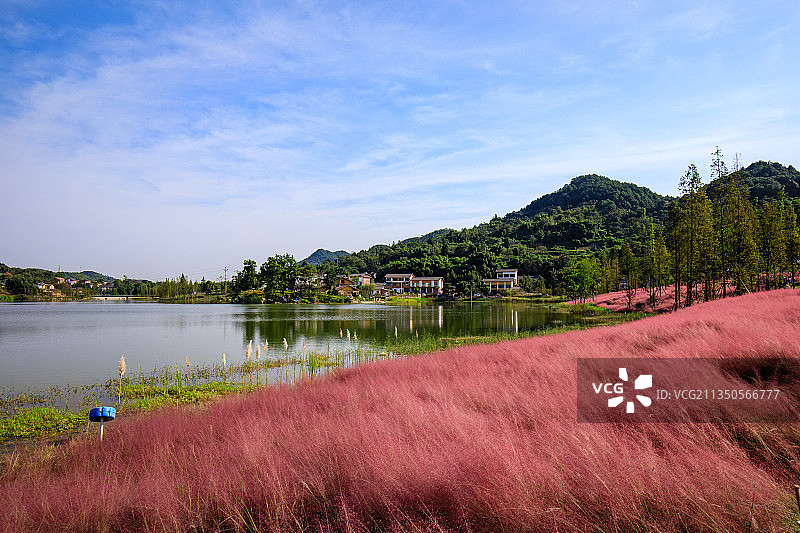 沙坪坝斐然湖粉黛乱子草图片素材