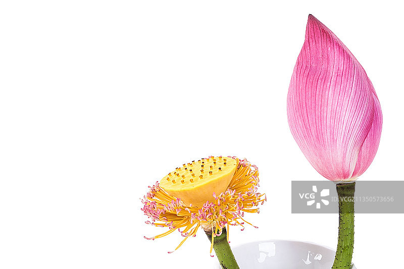 荷花苞图片素材