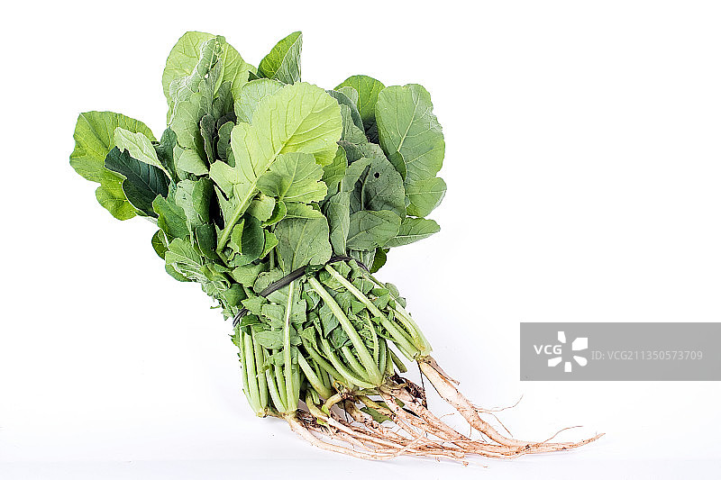 白背景上的新鲜萝卜苗图片素材
