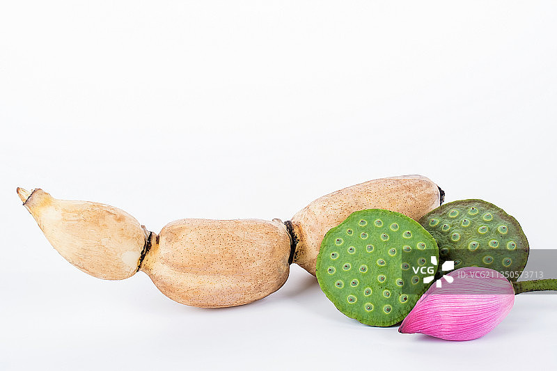 莲藕和荷花图片素材