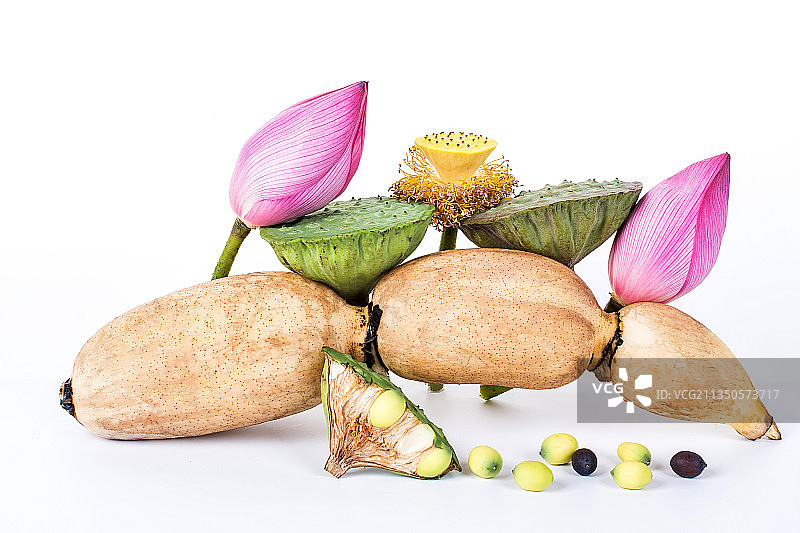 莲藕和荷花图片素材