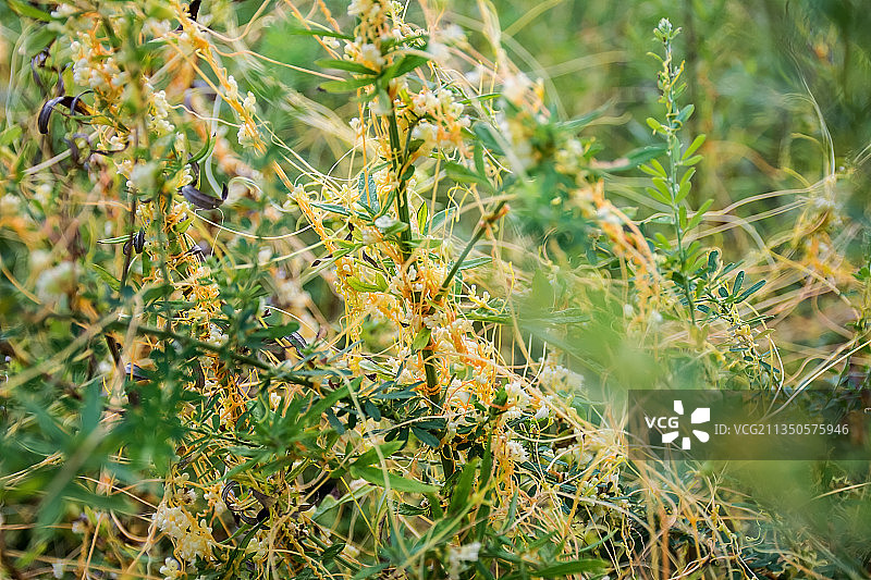 中草药新鲜的莬丝子图片素材