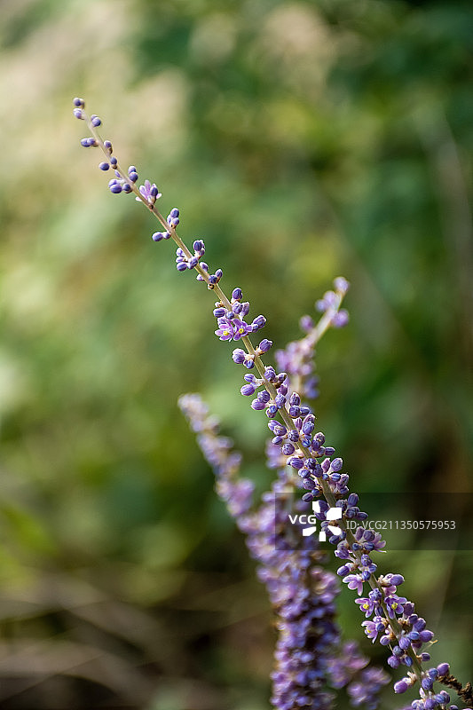 野生中草药麦冬图片素材