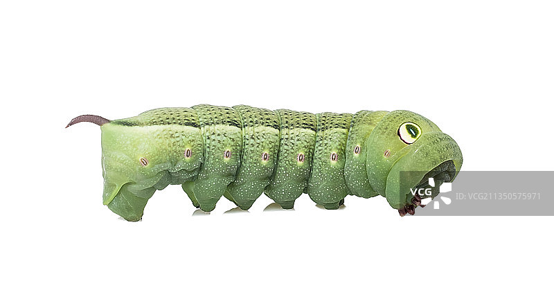 白背景上一只豆天蛾幼虫图片素材