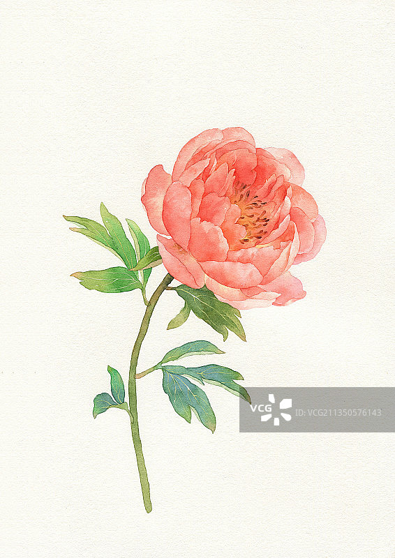 芍药珊瑚落日图片素材