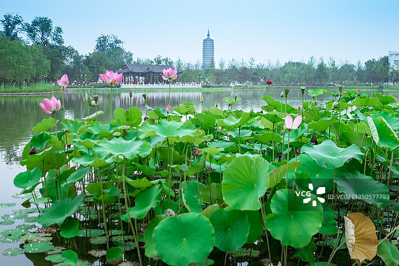 荷花，荷叶，荷塘，莲花图片素材