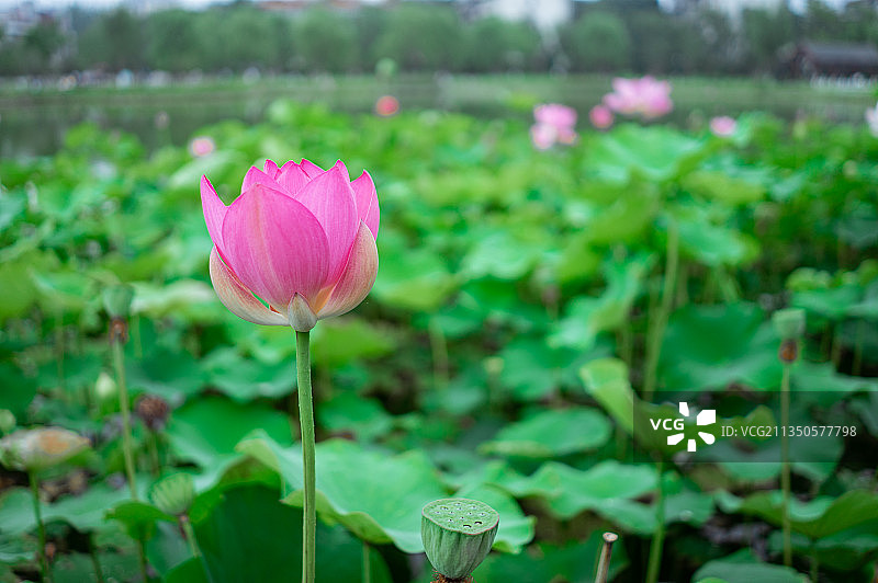 荷花，荷叶，荷塘，莲花图片素材