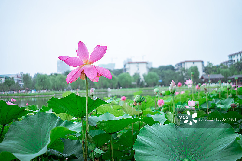 荷花，荷叶，荷塘，莲花图片素材