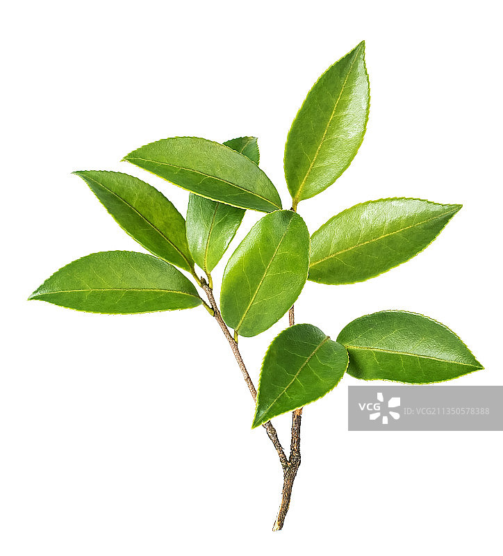 油茶树叶图片素材