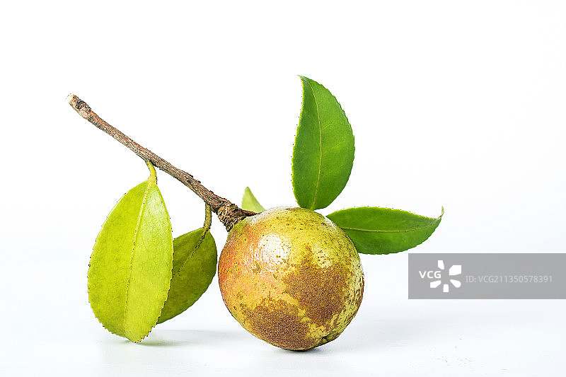 白背景上的油茶果图片素材
