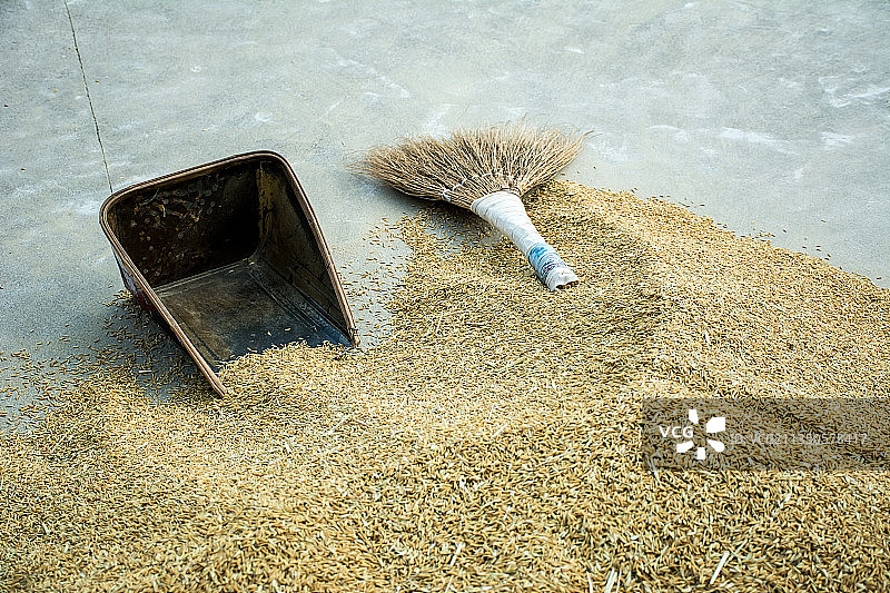 秋天丰收的稻谷图片素材