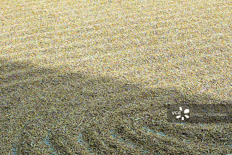 秋天丰收的稻谷图片素材