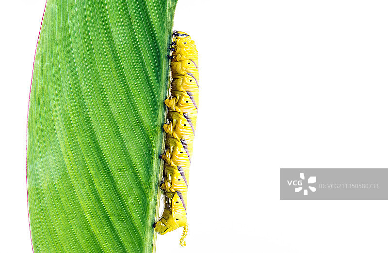 美丽的黄色昆虫鬼脸天蛾幼虫图片素材