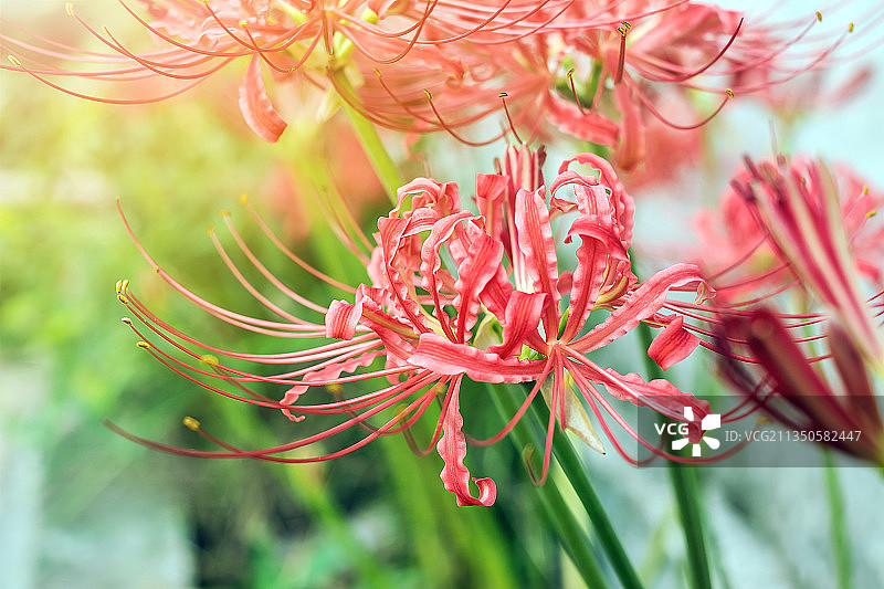 彼岸花图片素材