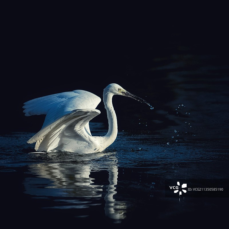 白鹭和倒影图片素材