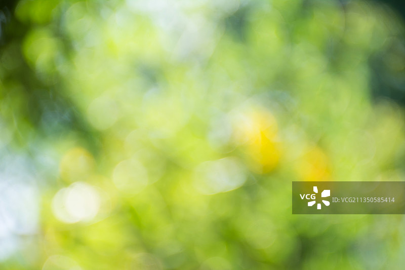 唯美梦幻秋季森林光斑图片素材