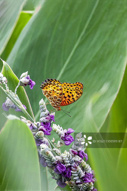 一只斐豹蛱蝶停驻在花枝上吸食花蜜图片素材