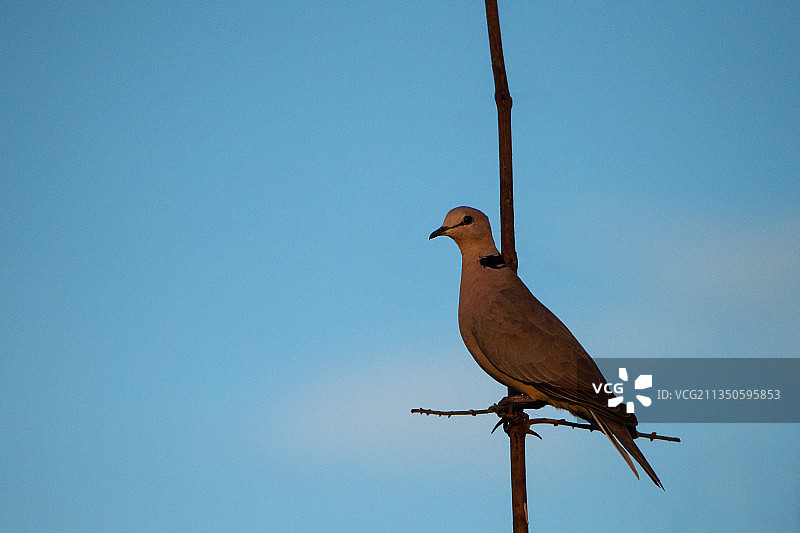 酒红斑鸠图片素材